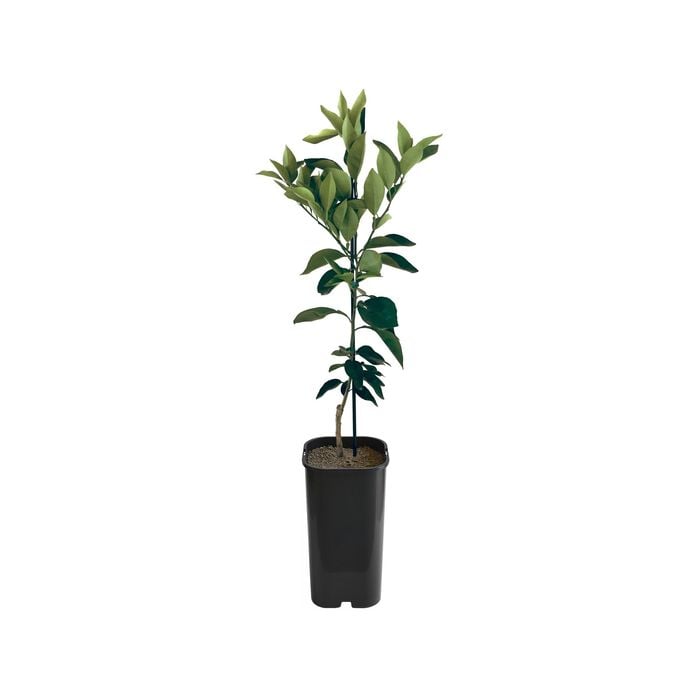 Tangelo - Minneola Grafted