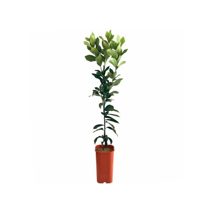 Lemon - Dwarf Lisbon Grafted