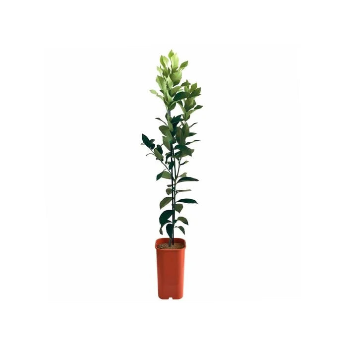 Lemon - Dwarf Eureka Grafted
