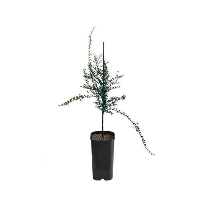 Finger Lime - Red Grafted