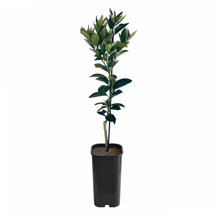 Orange - Blood Orange Grafted