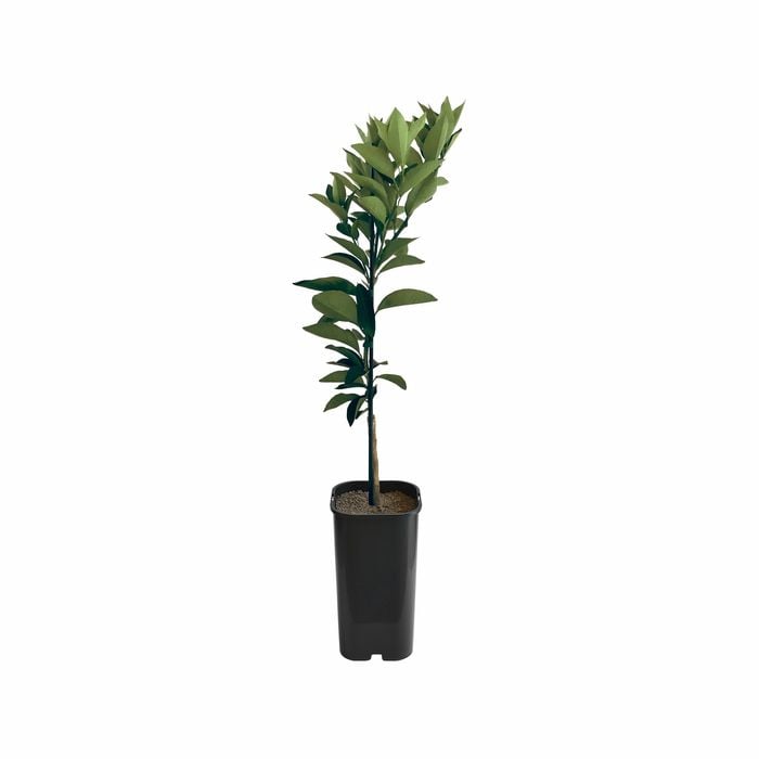 Orange - Joppa Grafted