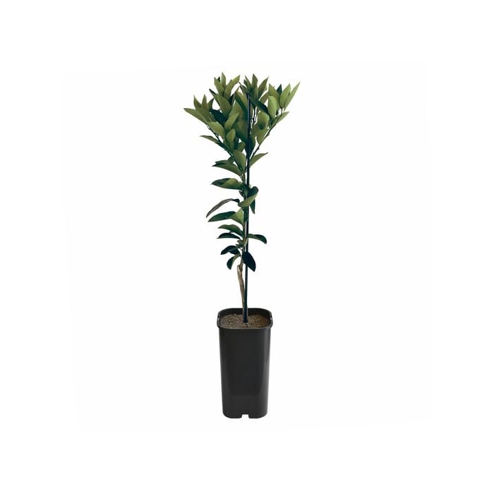 Orange - Seedless Valencia Grafted