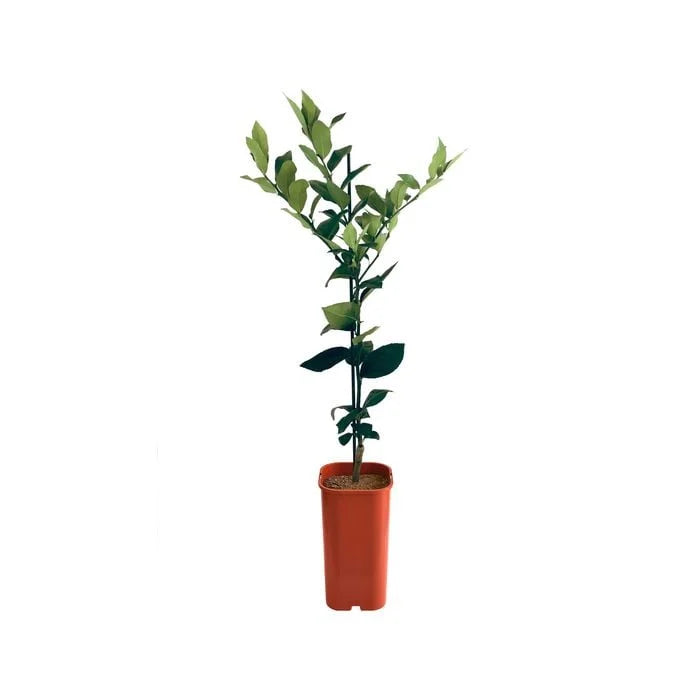 Lemon - Dwarf Meyer Grafted