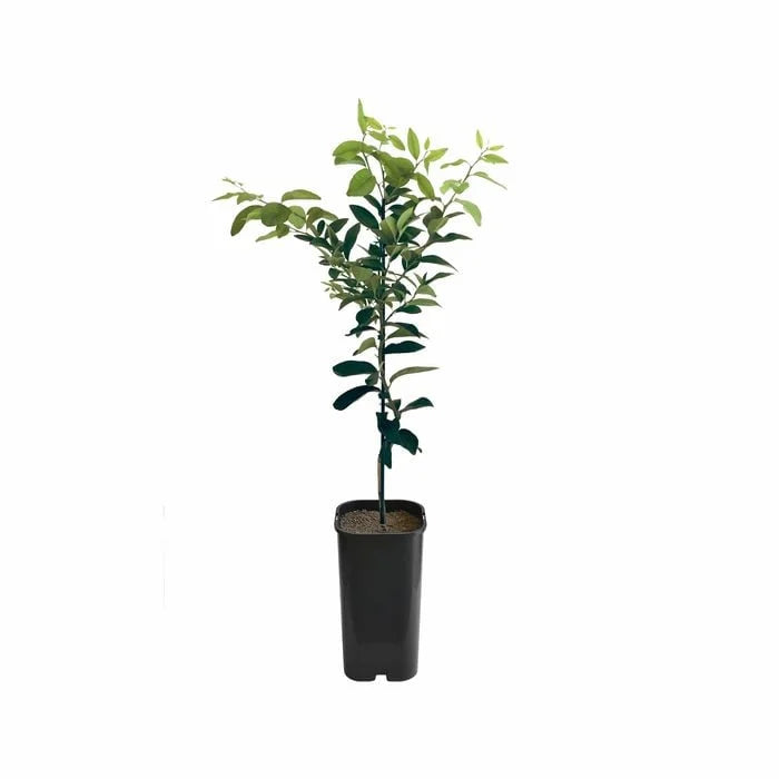 Lemon - Bush Lemon Grafted