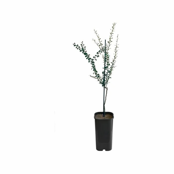 Finger Lime - Pink Grafted