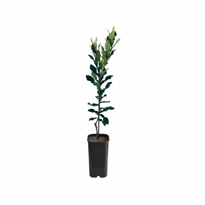 Lime - Kaffir Grafted