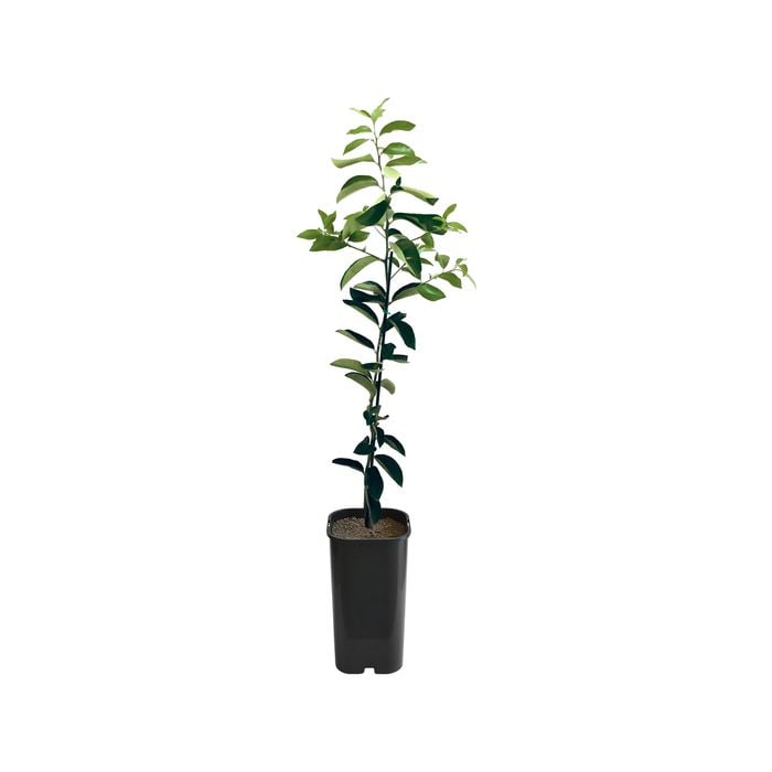 Lime - Sweet Lime Grafted
