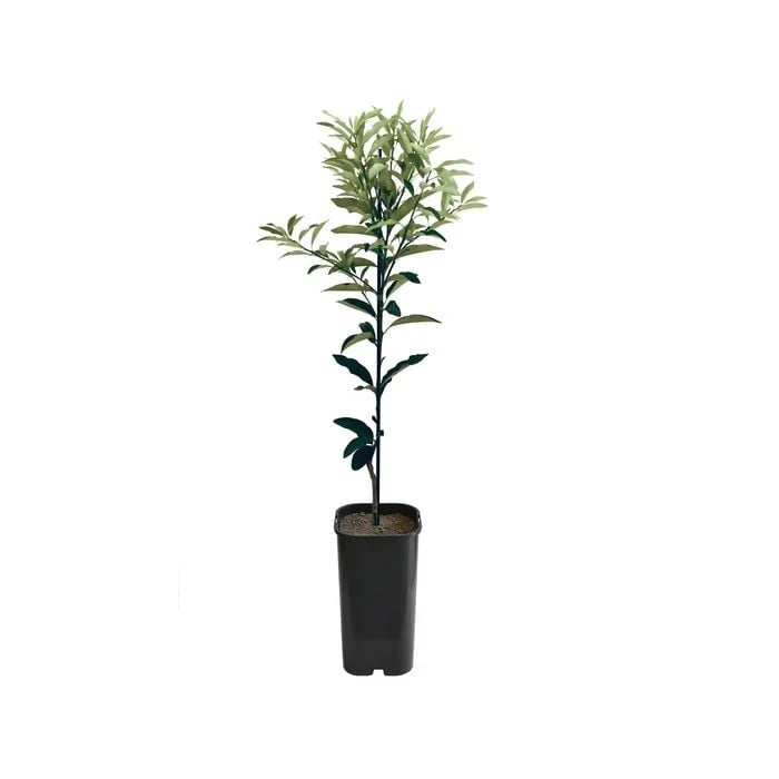 Kumquat - Nagami Grafted