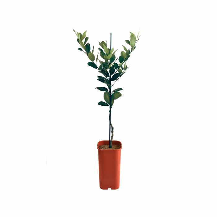 Lemon - Dwarf Lemonade Grafted