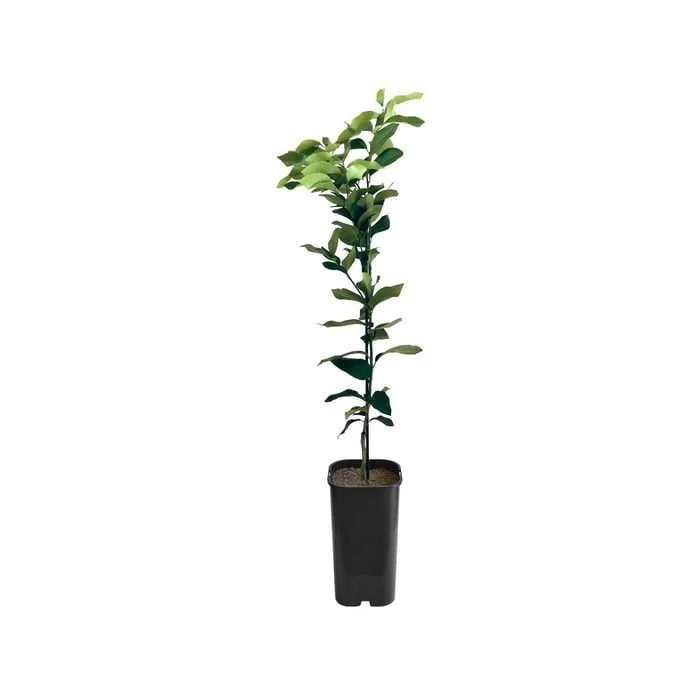 Lemon - Eureka Grafted