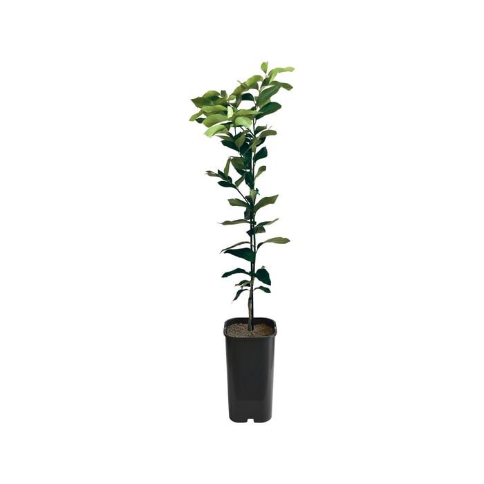 Lemon - Lisbon Grafted