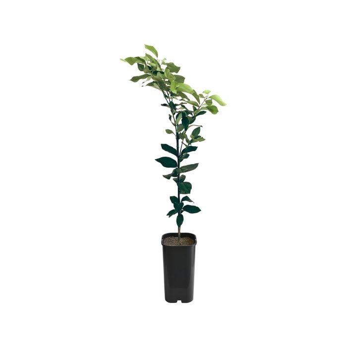 Lemon - Villa Franca Grafted