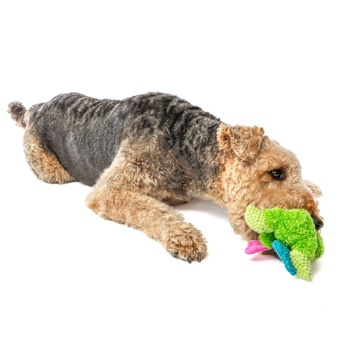 Guru Loveys Frog Medium Dog Toy