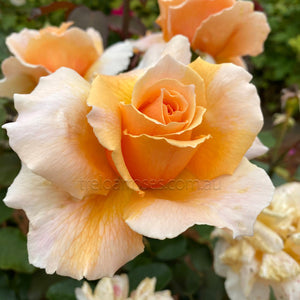 Bagged Bare Root Roses