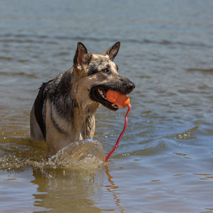 KONG Aqua Dog Toy