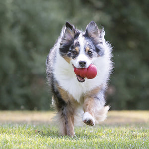 KONG Classic Red Dog Toy