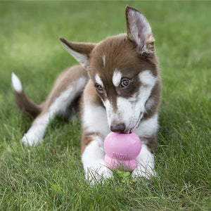 KONG Easy Treat Paste Puppy