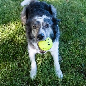 KONG Reflex Ball Dog Toy