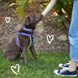 Kazoo Active Dog Collar