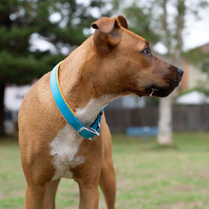 Kazoo Active Dog Collar