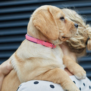 Kazoo Active Dog Collar