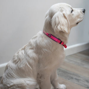 Kazoo Active Dog Collar