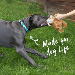 Kazoo Active Easy Clip Dog Collar