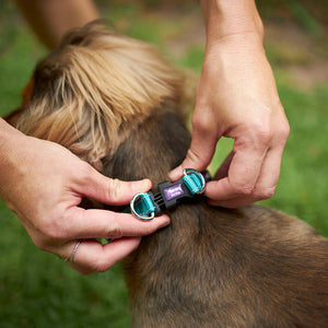 Kazoo Active Easy Clip Dog Collar