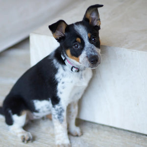 Kazoo Active Easy Clip Dog Collar