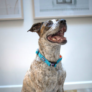 Kazoo Active Easy Clip Dog Collar