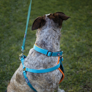 Kazoo Active Easy Clip Dog Collar
