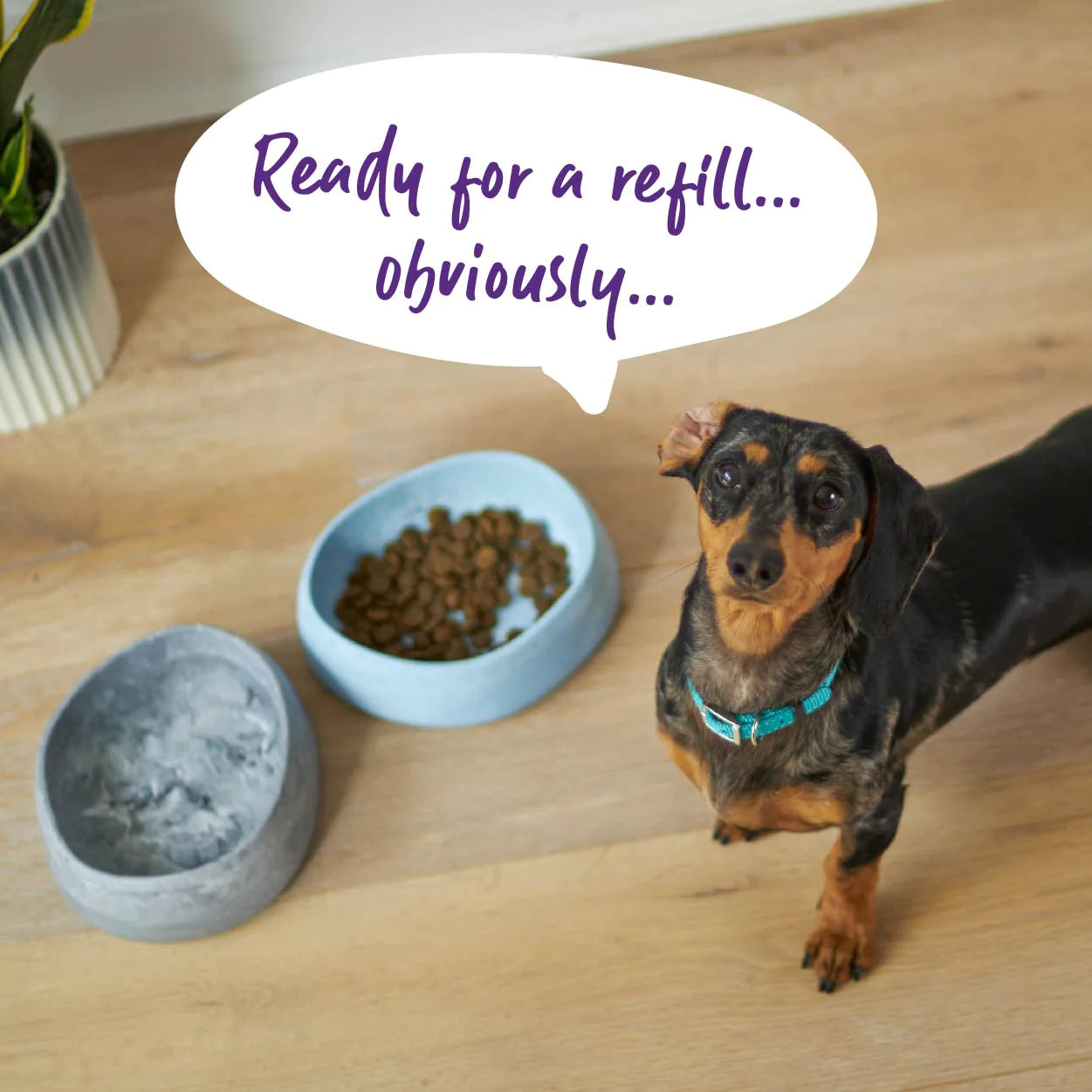 Kazoo Better Bowl for Dogs