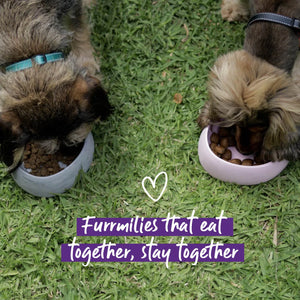 Kazoo Better Bowl for Dogs
