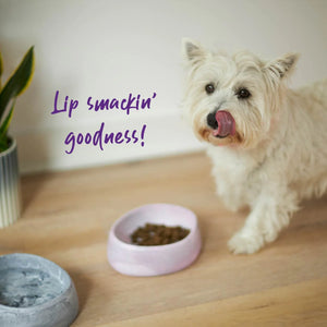 Kazoo Better Bowl for Dogs