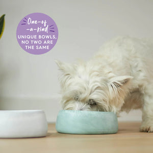 Kazoo Better Bowl for Dogs