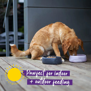 Kazoo Better Bowl for Dogs
