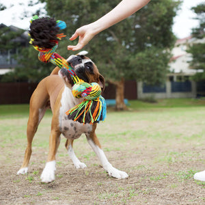 Kazoo Braided Rope Knot Bone Dog Toy