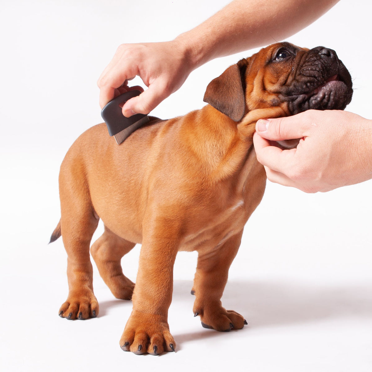 Kazoo Flea Comb - Mini