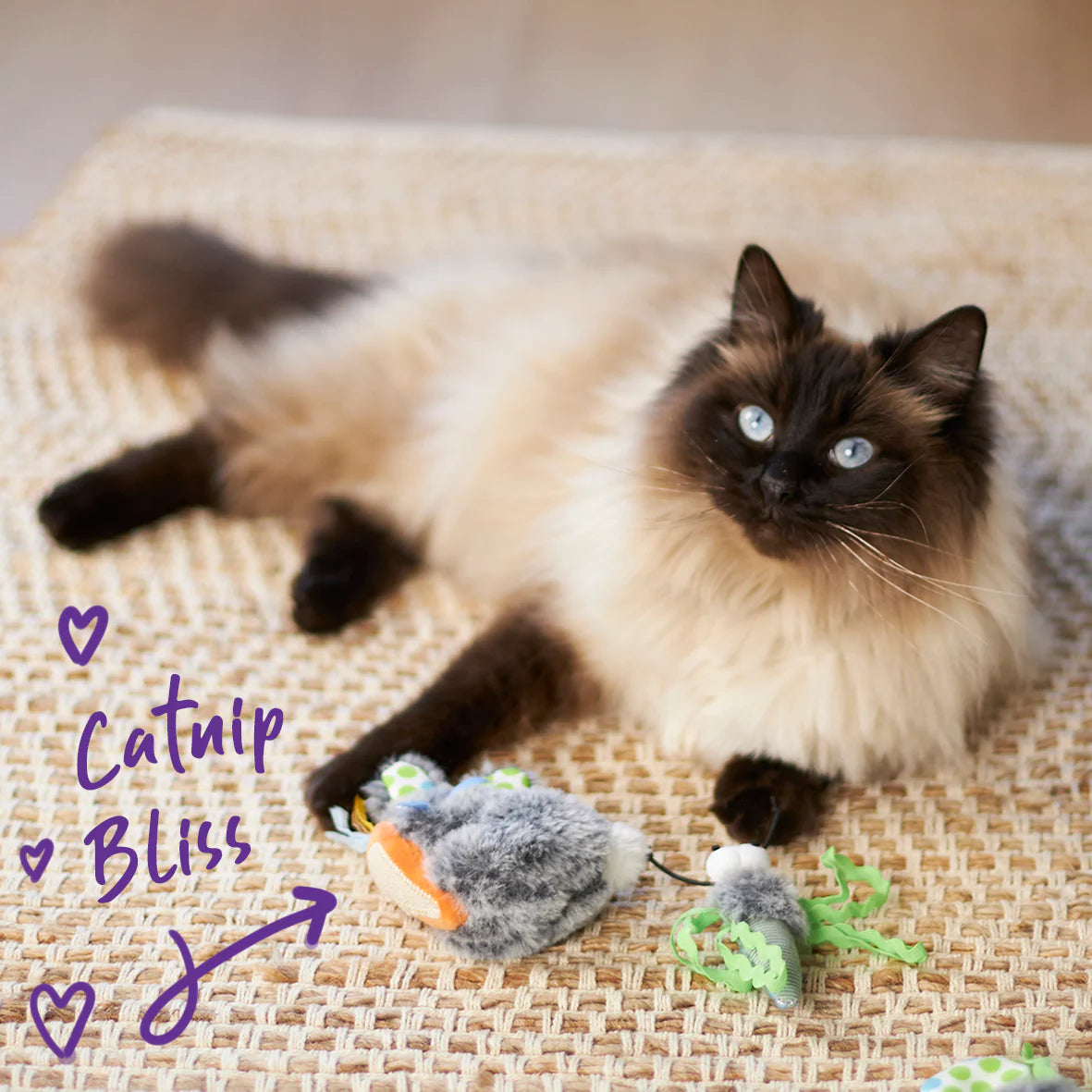 Kazoo Hungry Bunny Cat Toy