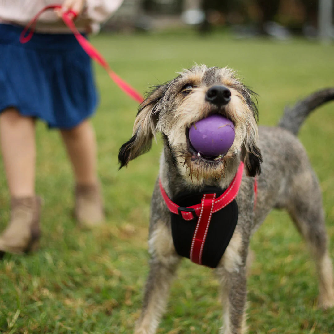 Kazoo Rubber Ball Dog Toy