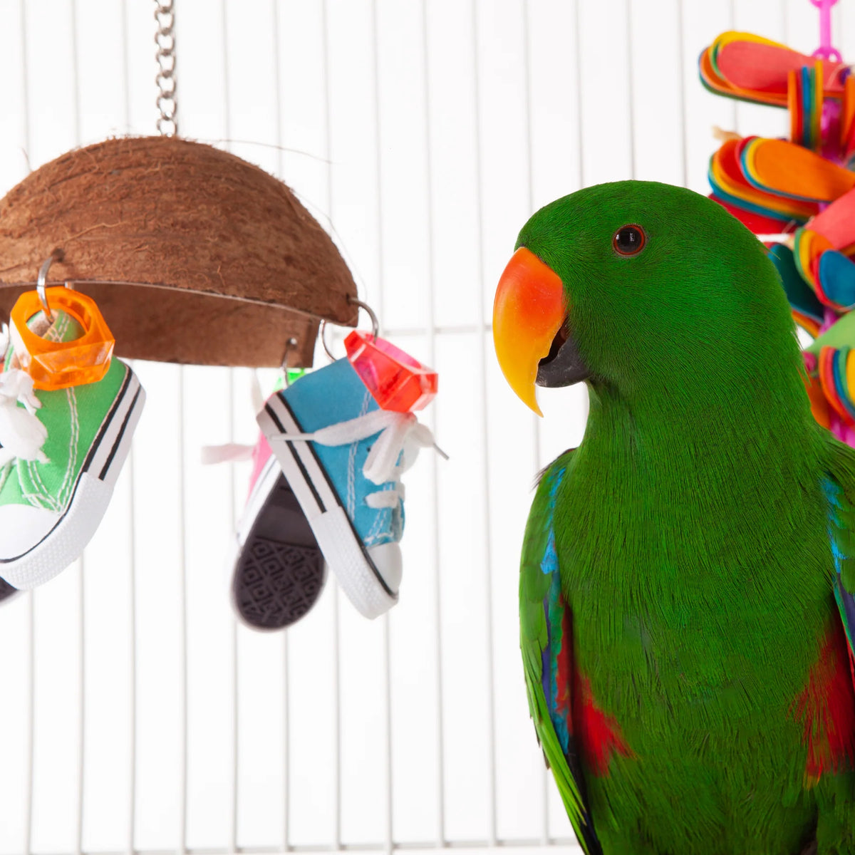 Kazoo Split Coconut Shell with Sneakers