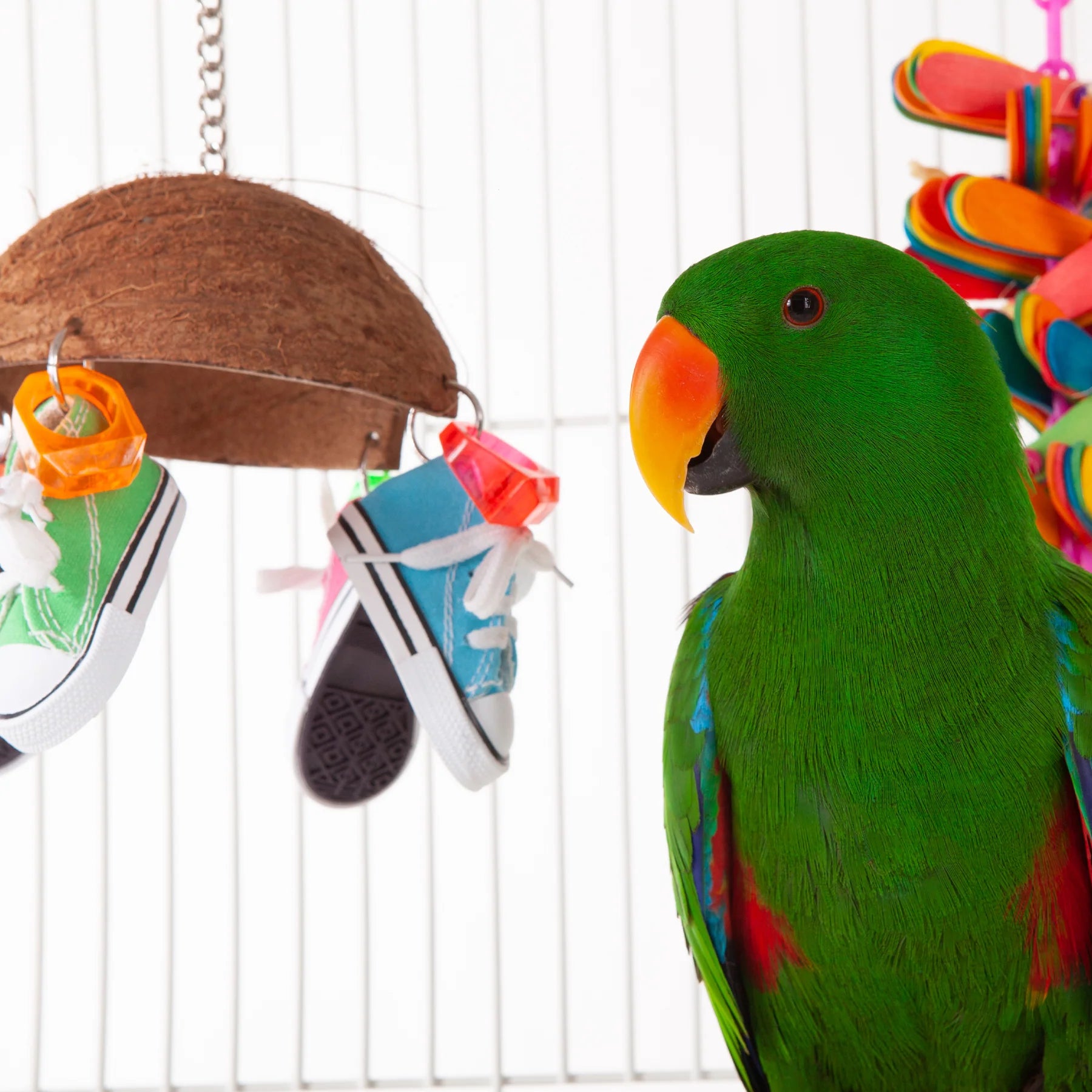 Kazoo Split Coconut Shell with Sneakers