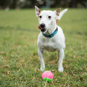 Kazoo Sponge Tennis Ball Dog Toy