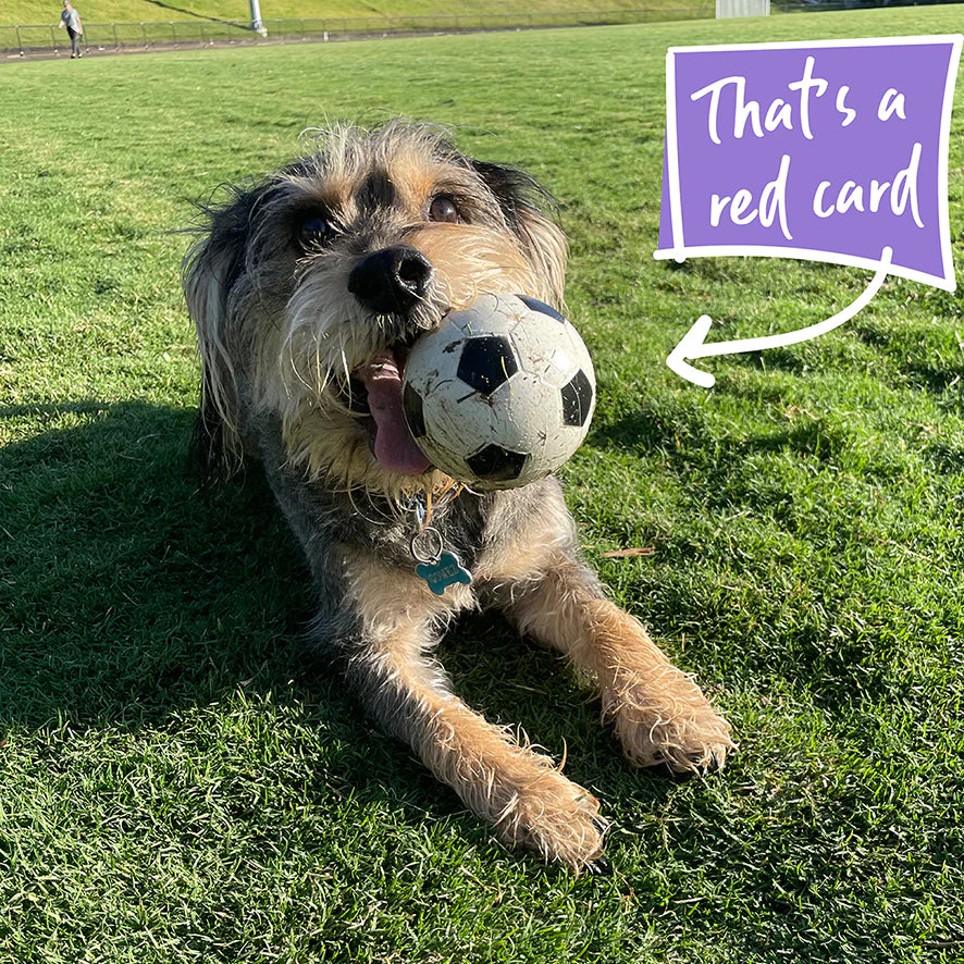 Kazoo Sports Ball Dog Toy