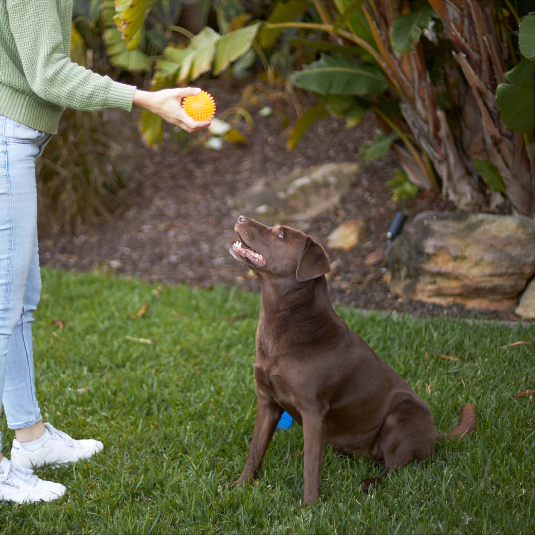 Kazoo Squeaky Space Ball Dog Toy