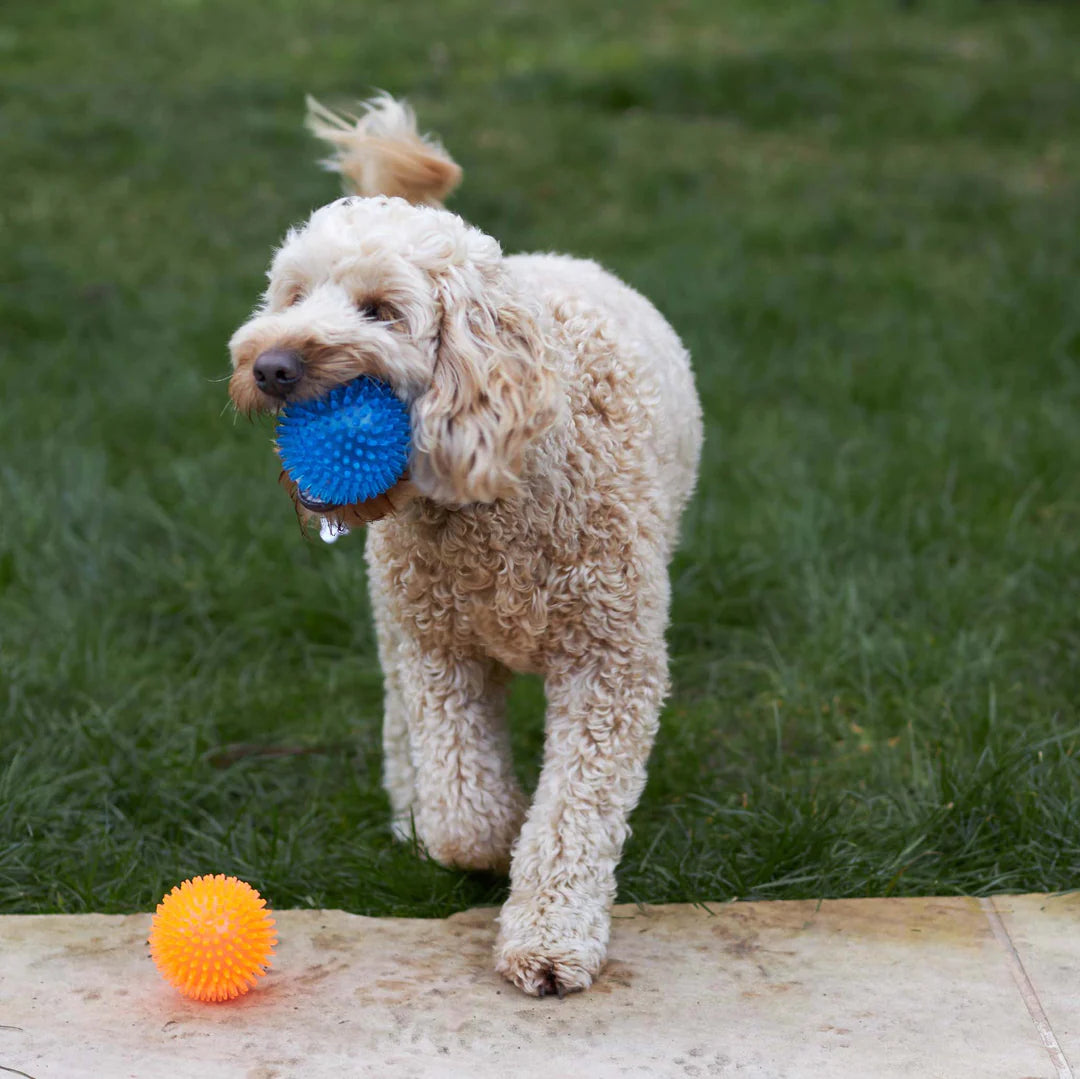 Kazoo Squeaky Space Ball Dog Toy