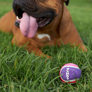 Kazoo Squeaky Tennis Ball Dog Toy