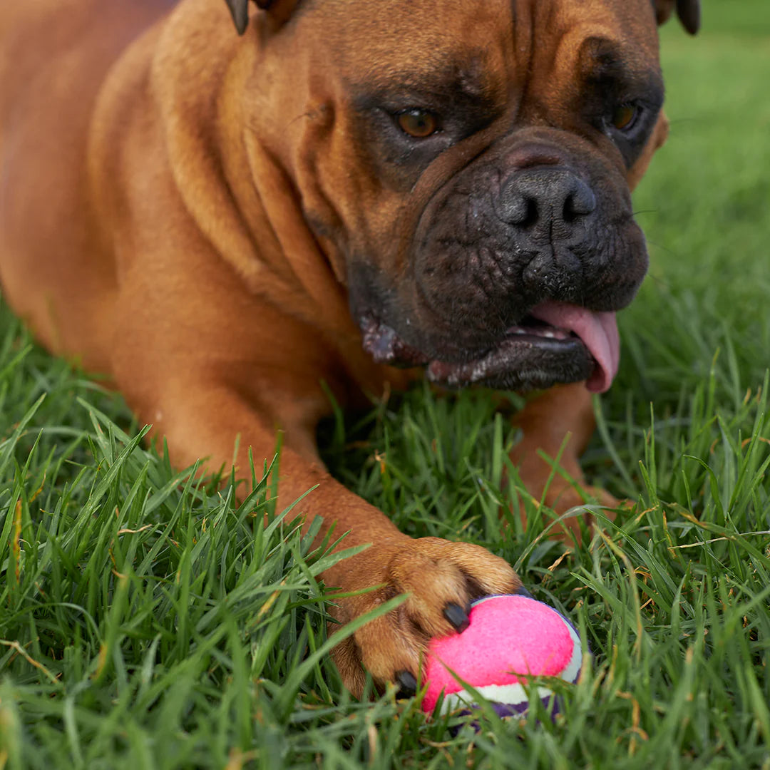 Kazoo Squeaky Tennis Ball Dog Toy