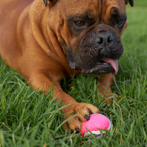 Kazoo Squeaky Tennis Ball Dog Toy